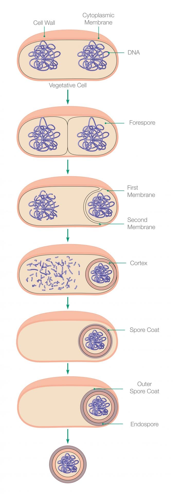 This diagram shows how a bacterial cell can form a disinfection-resistant coating called an endospore