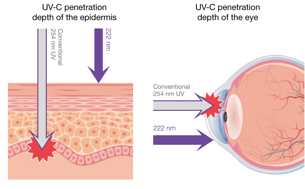 254 nm vs 222 nm UV-C penetration depth of epidermis and the eye